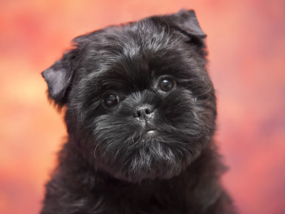 Affenpinscher
