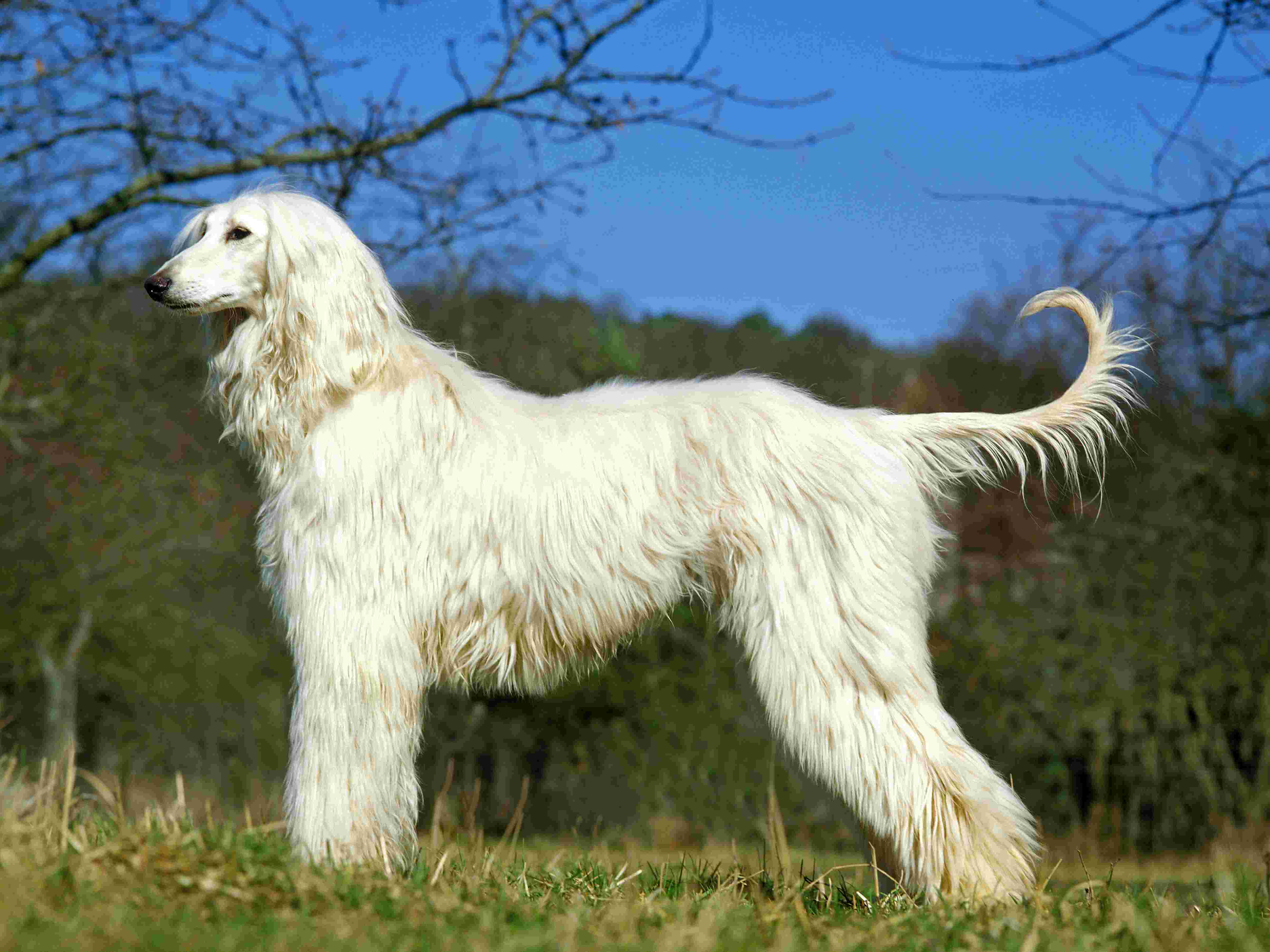 Afghan Hound