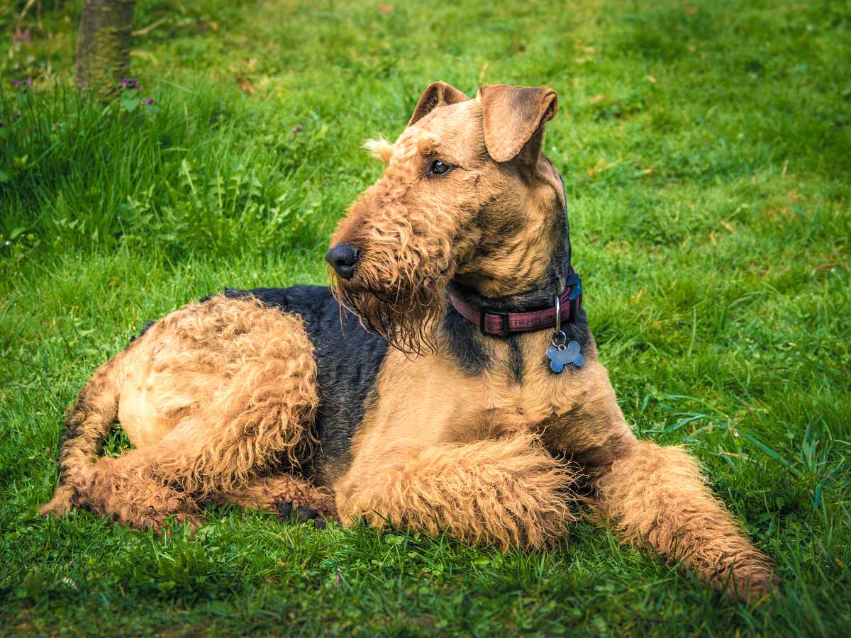 Airedale Terrier
