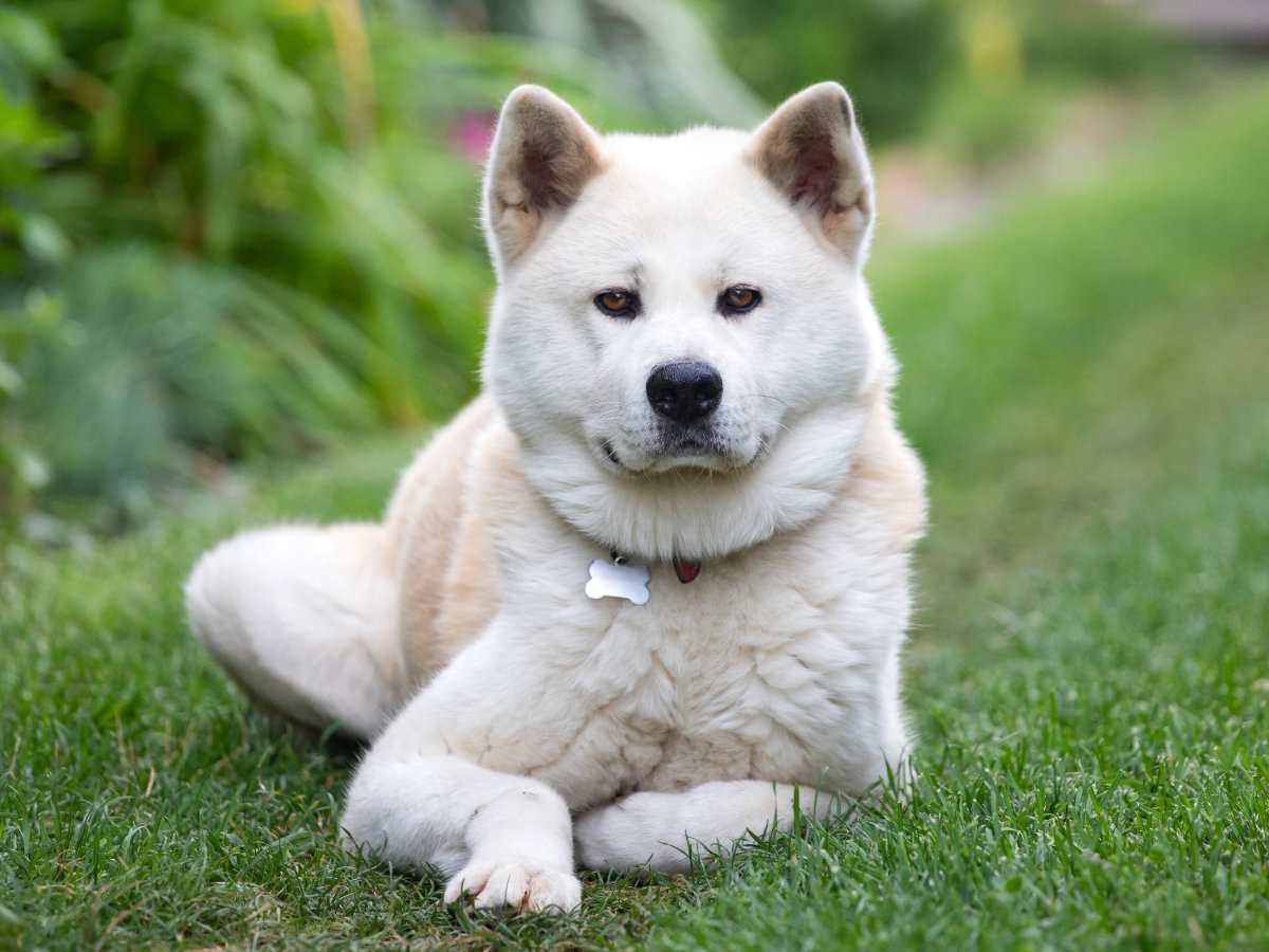 Akita Inu
