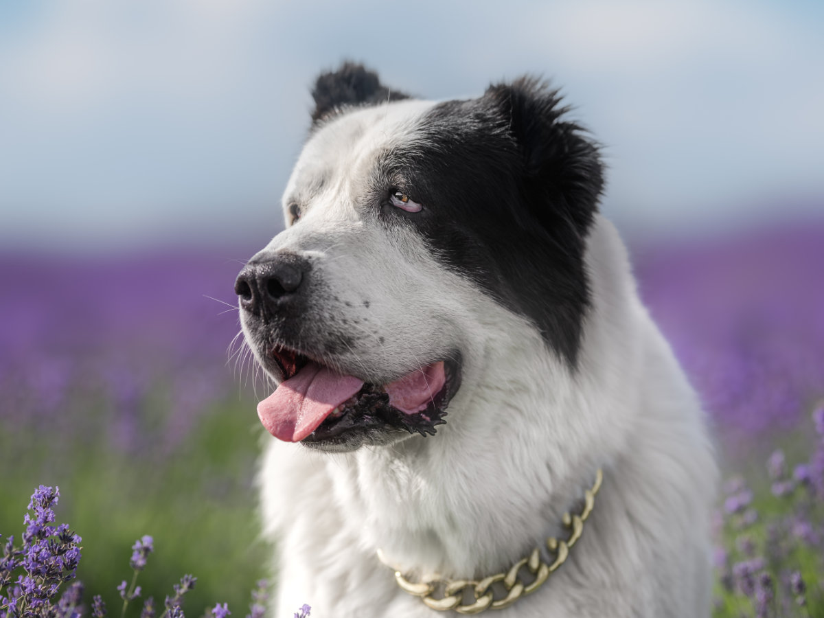 Alabai (Central Asian Shepherd)