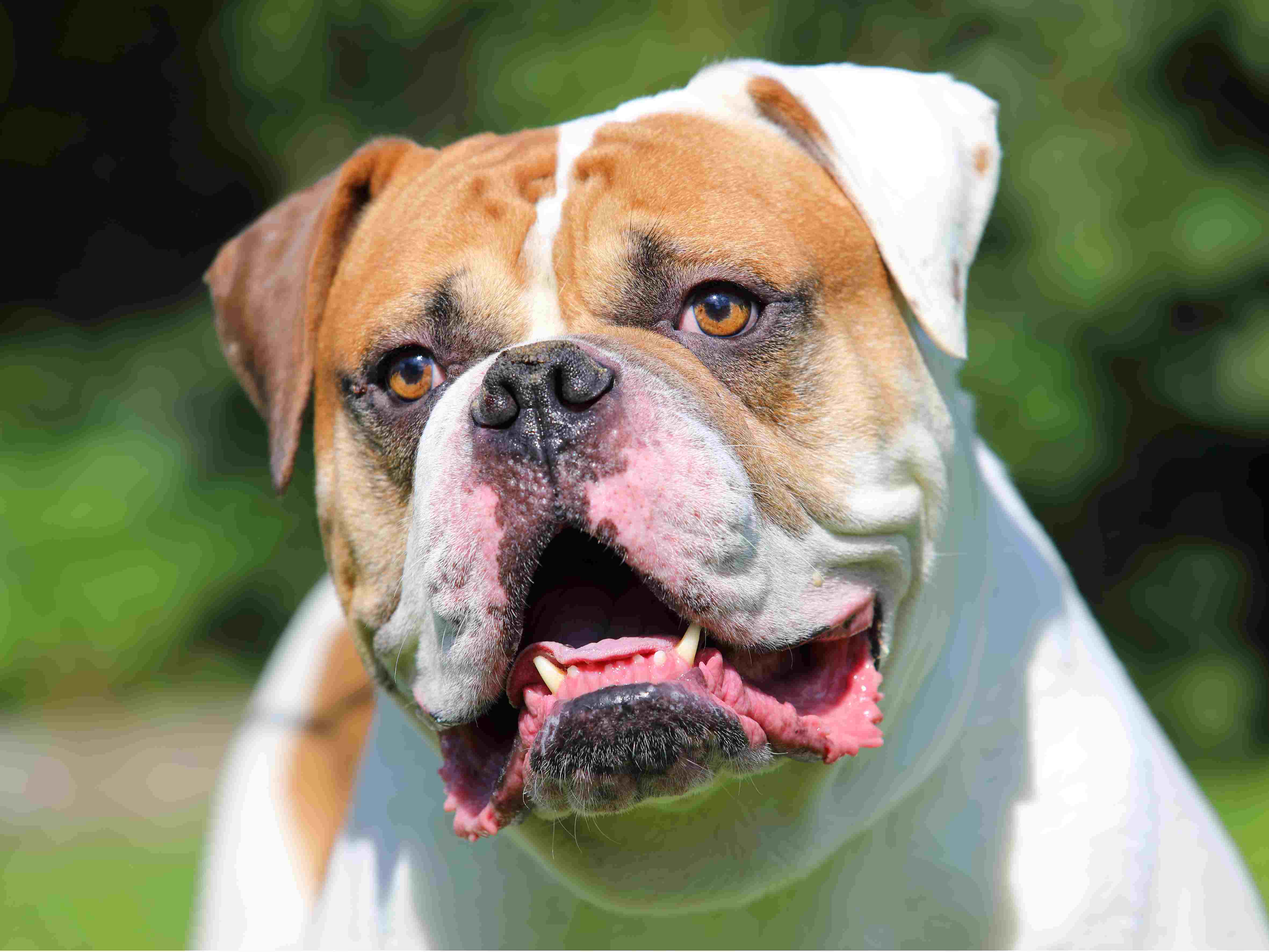 American Bulldog