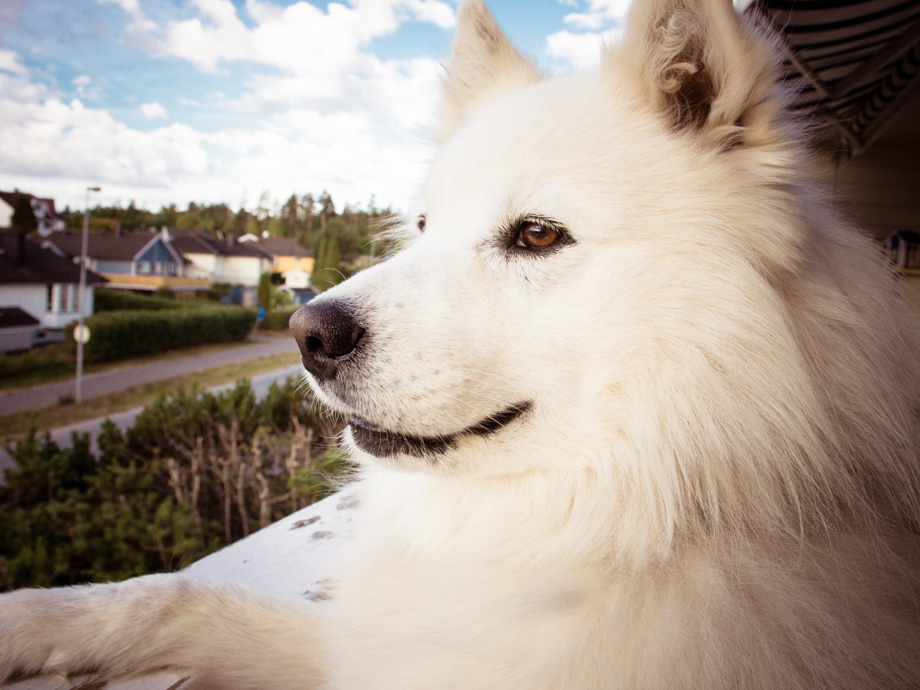 American Eskimo Dog