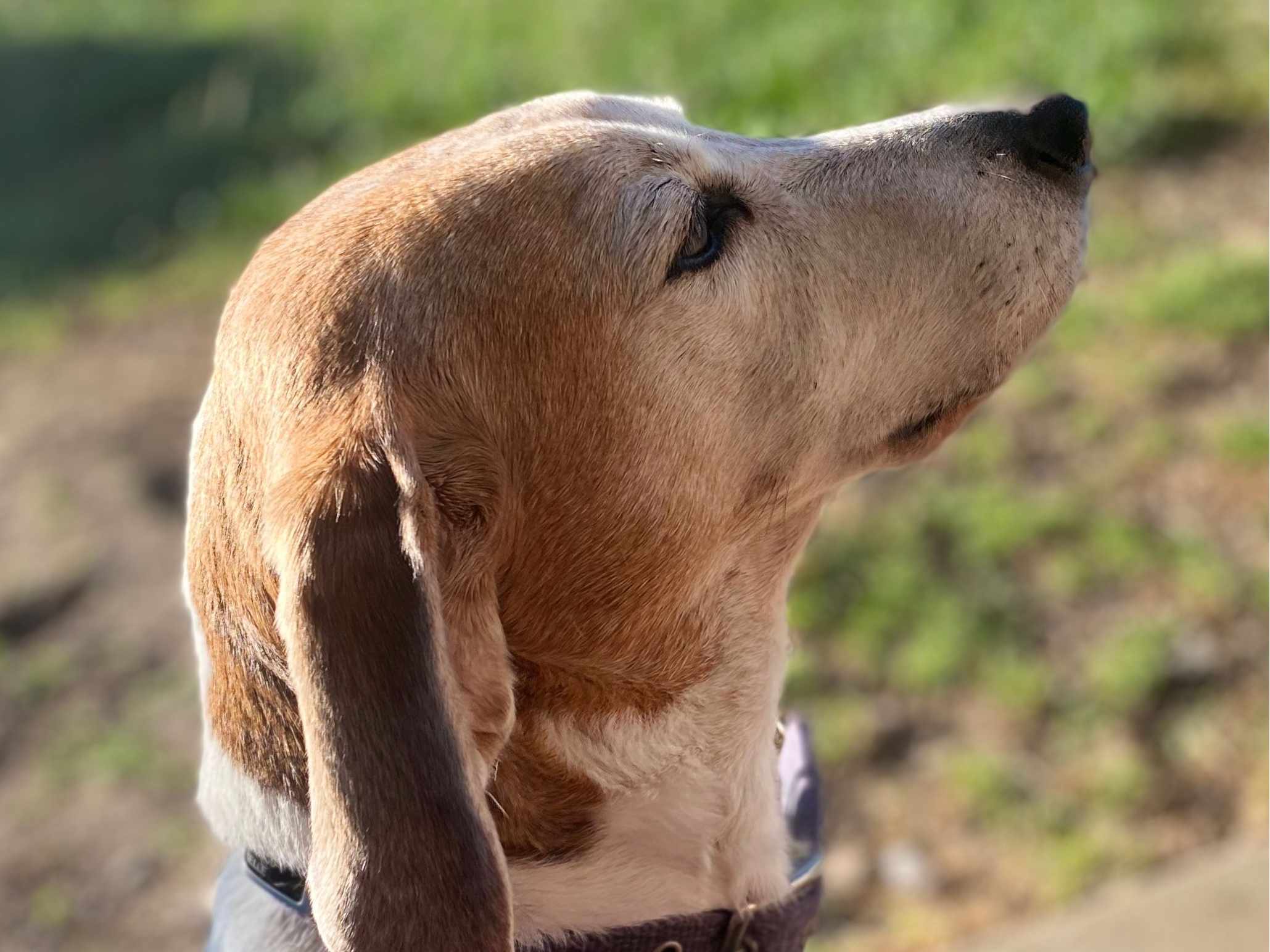American Foxhound