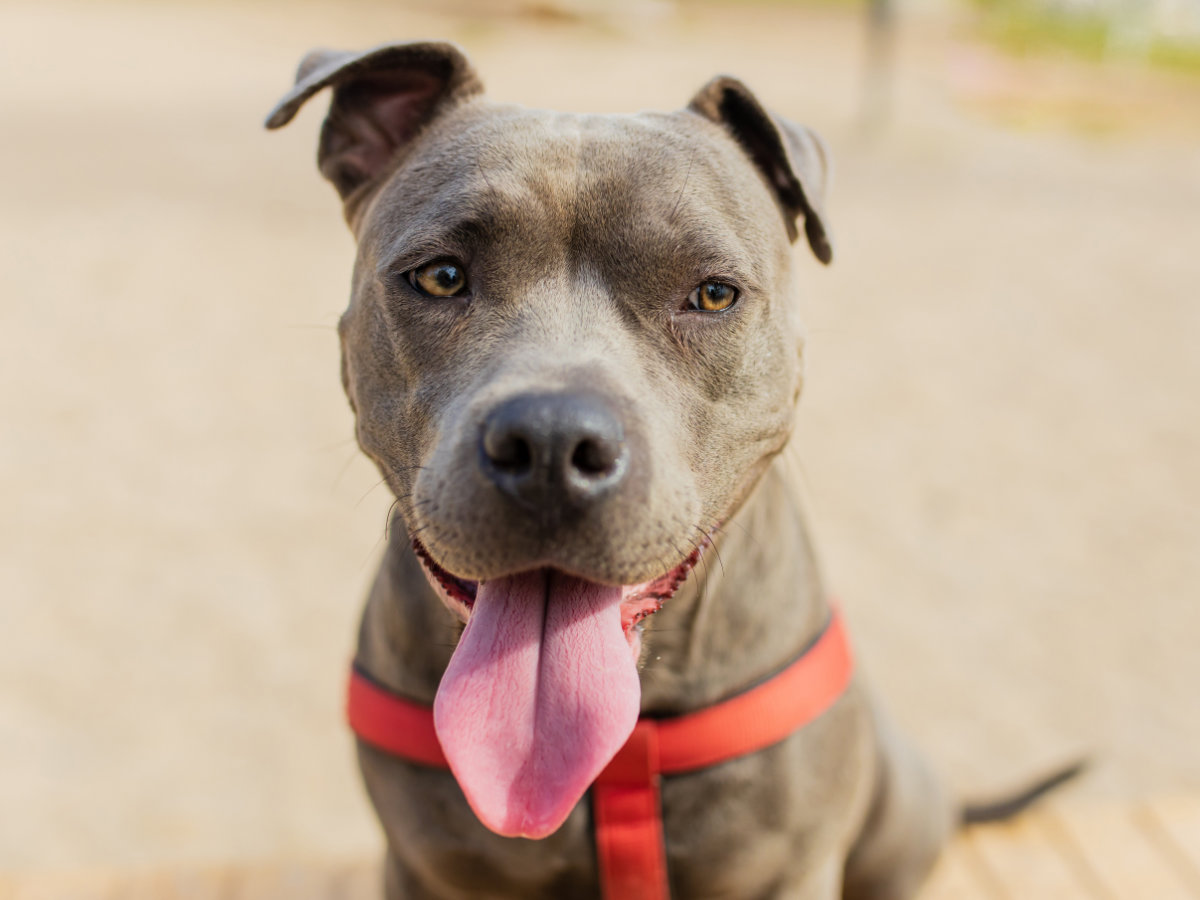 Adult American Staffordshire Terrier showing its taller athletic build