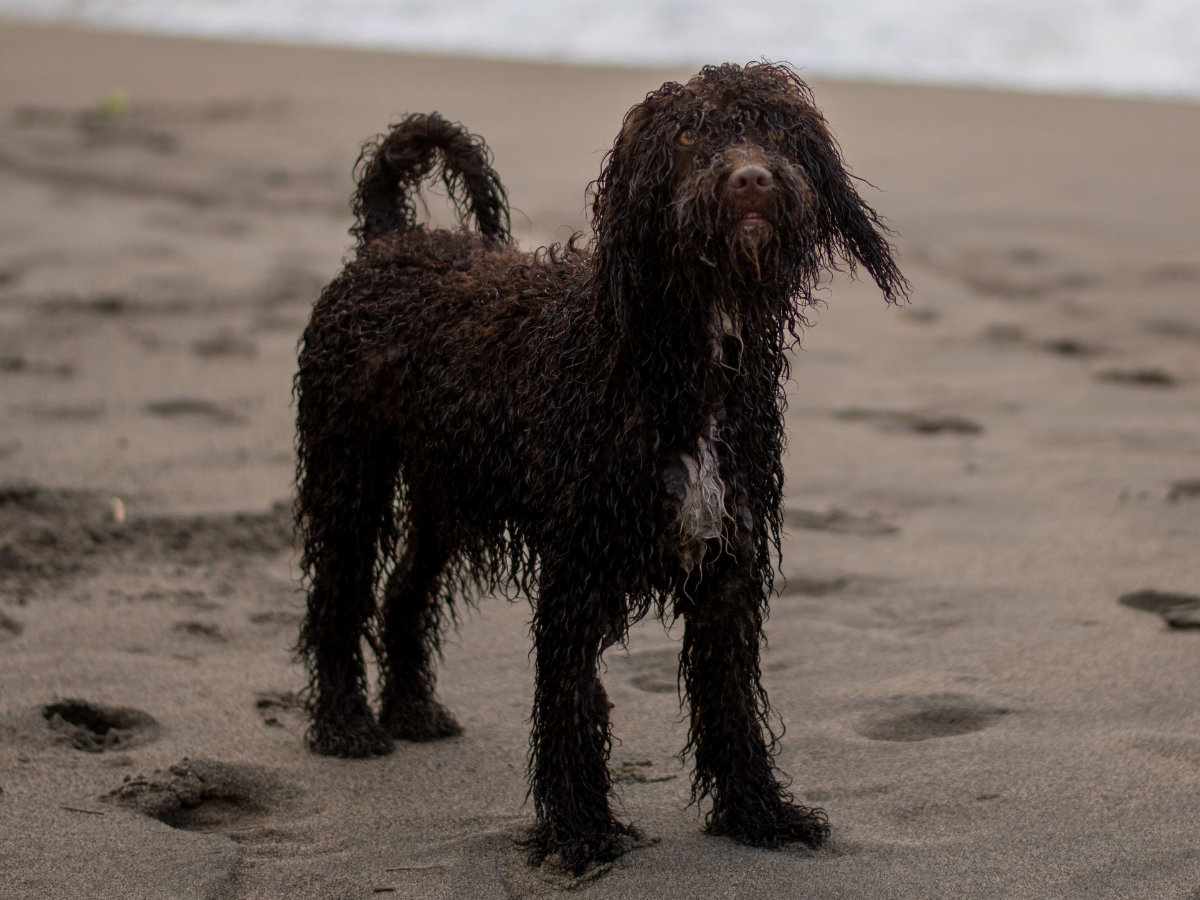 American Water Spaniel