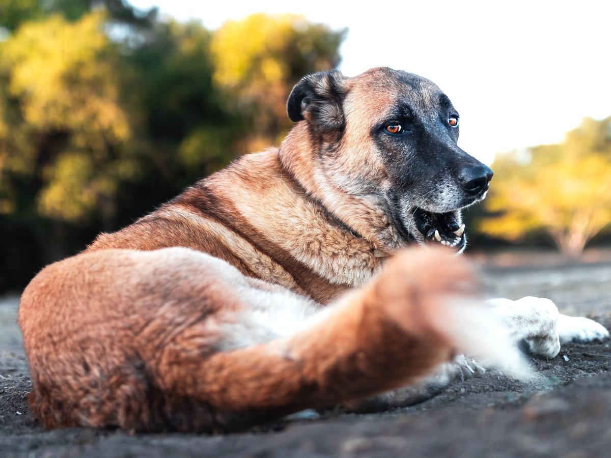 Anatolian Shepherd Dog