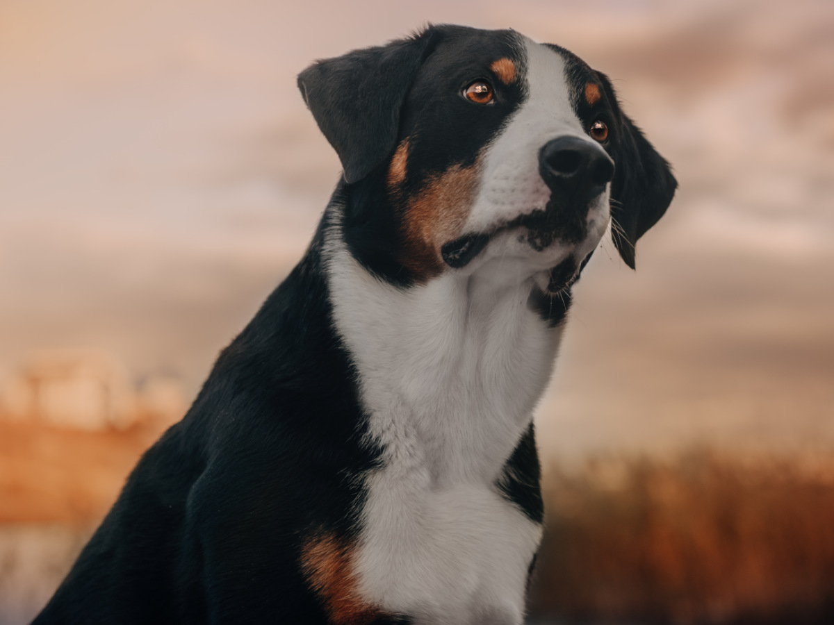 Appenzeller Sennenhund
