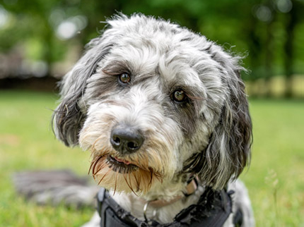 What “Hypoallergenic” Really Means (And Why No Dog Is Truly Allergy-Free)