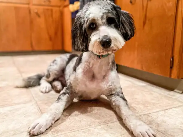 Aussiedoodle