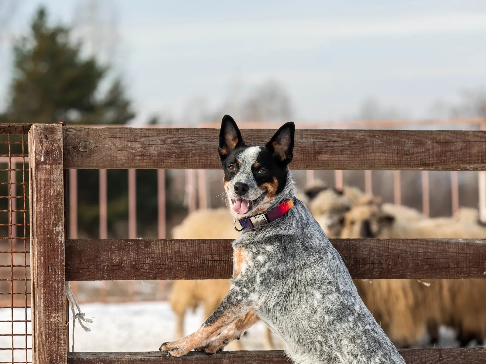 Australian Cattle Dog