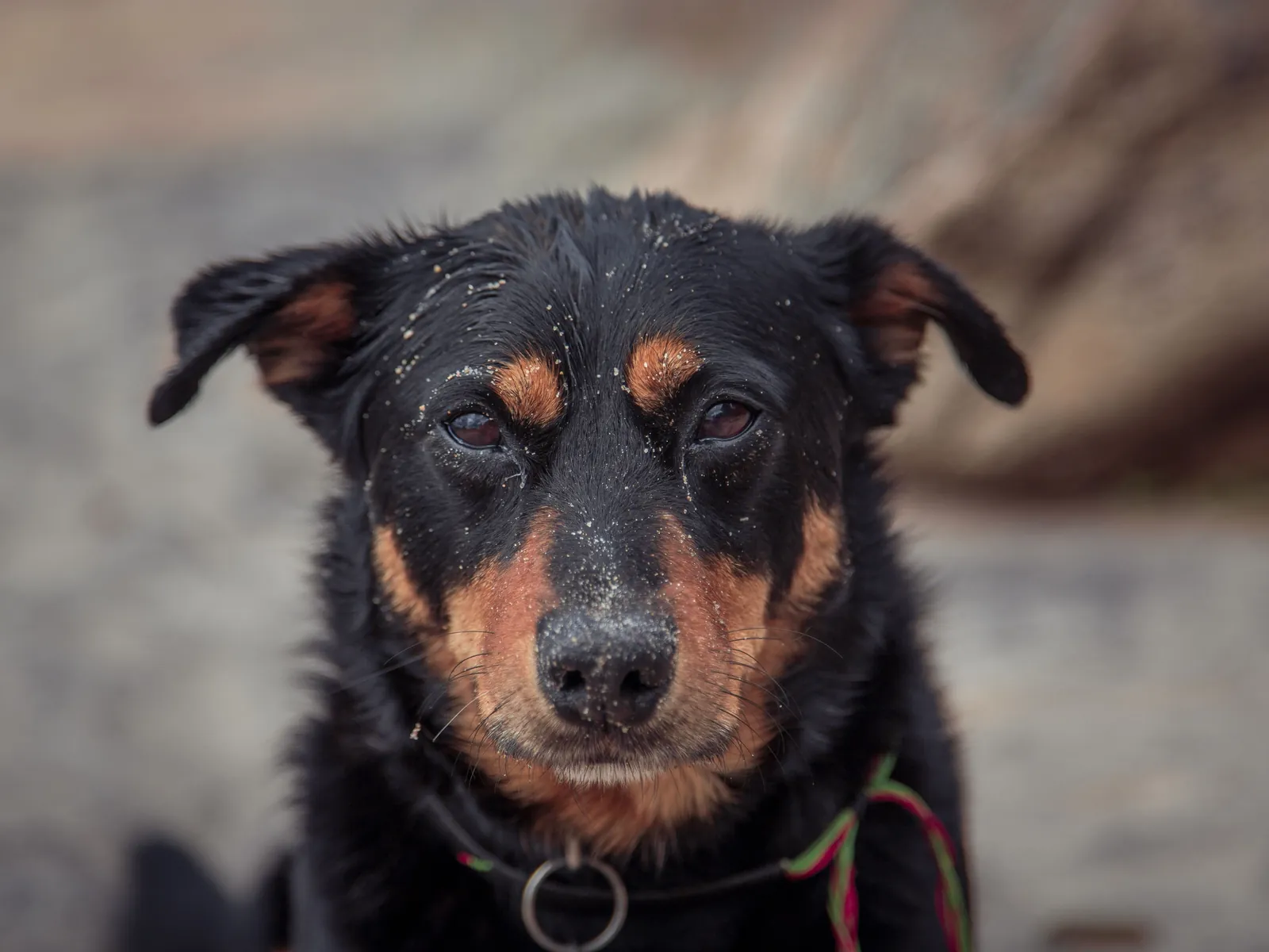 Australian Kelpie standing alert in an open paddock, an Australian herding dog