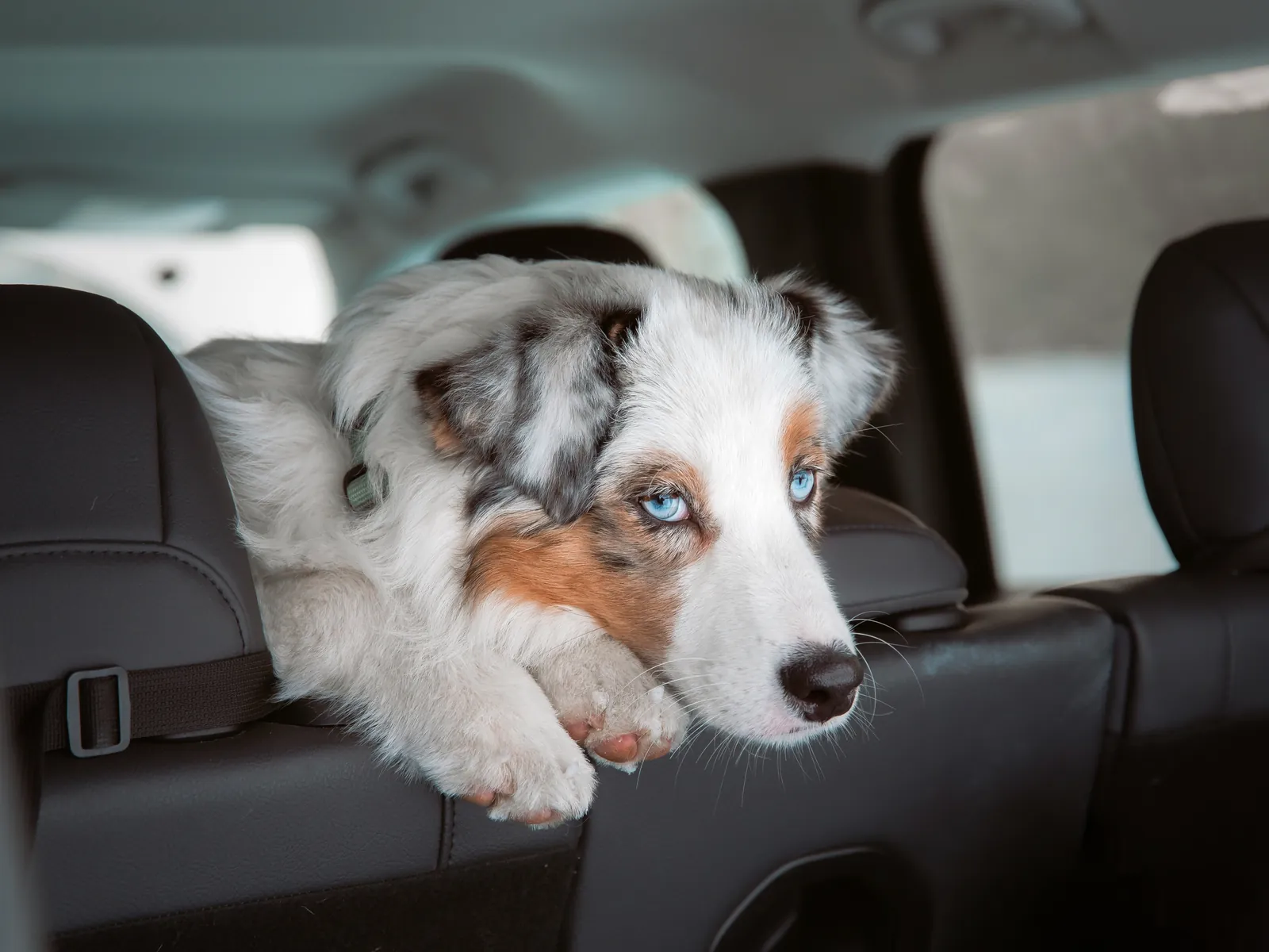 Australian Shepherd — high-drive herding breed with more family flexibility than a Border Collie