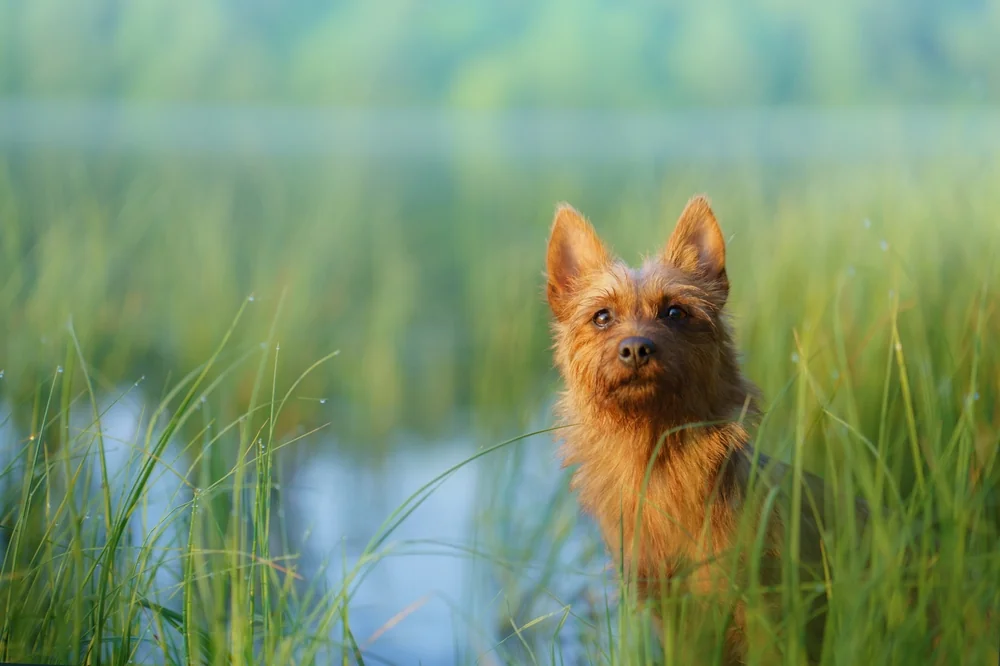 Australian Terrier