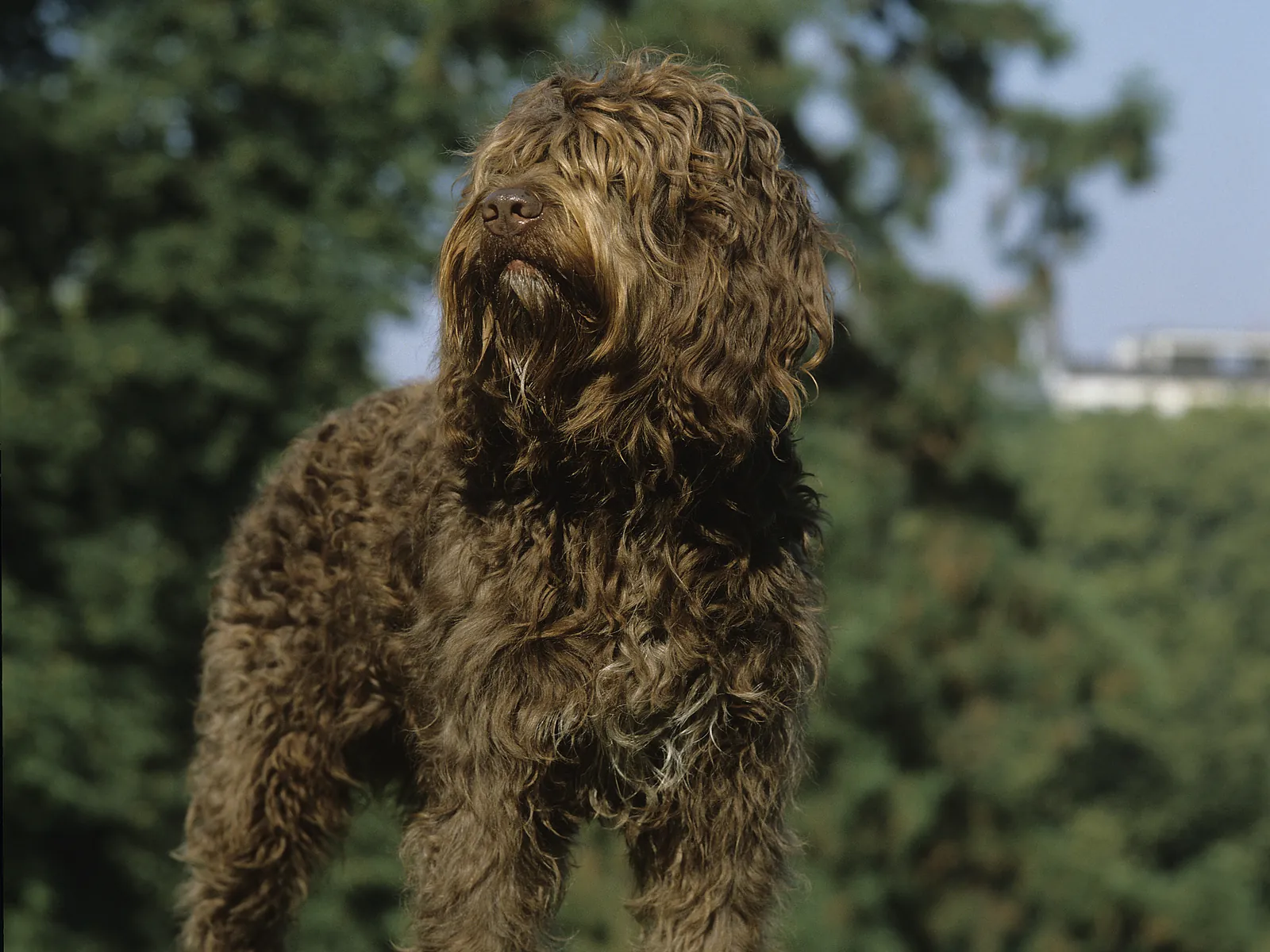 Barbet