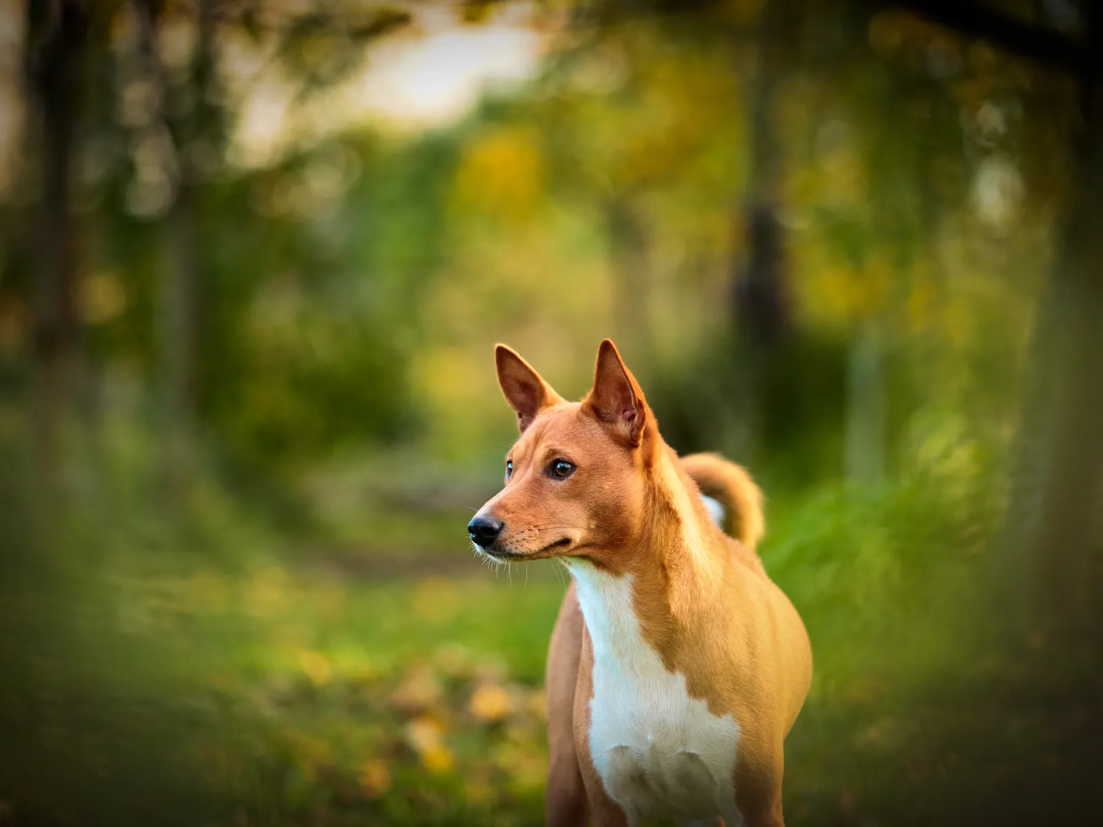 Basenji — separation anxiety risk 2/5, famously independent temperament