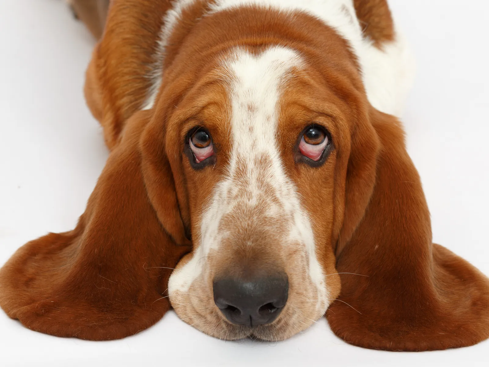 Basset Hound
