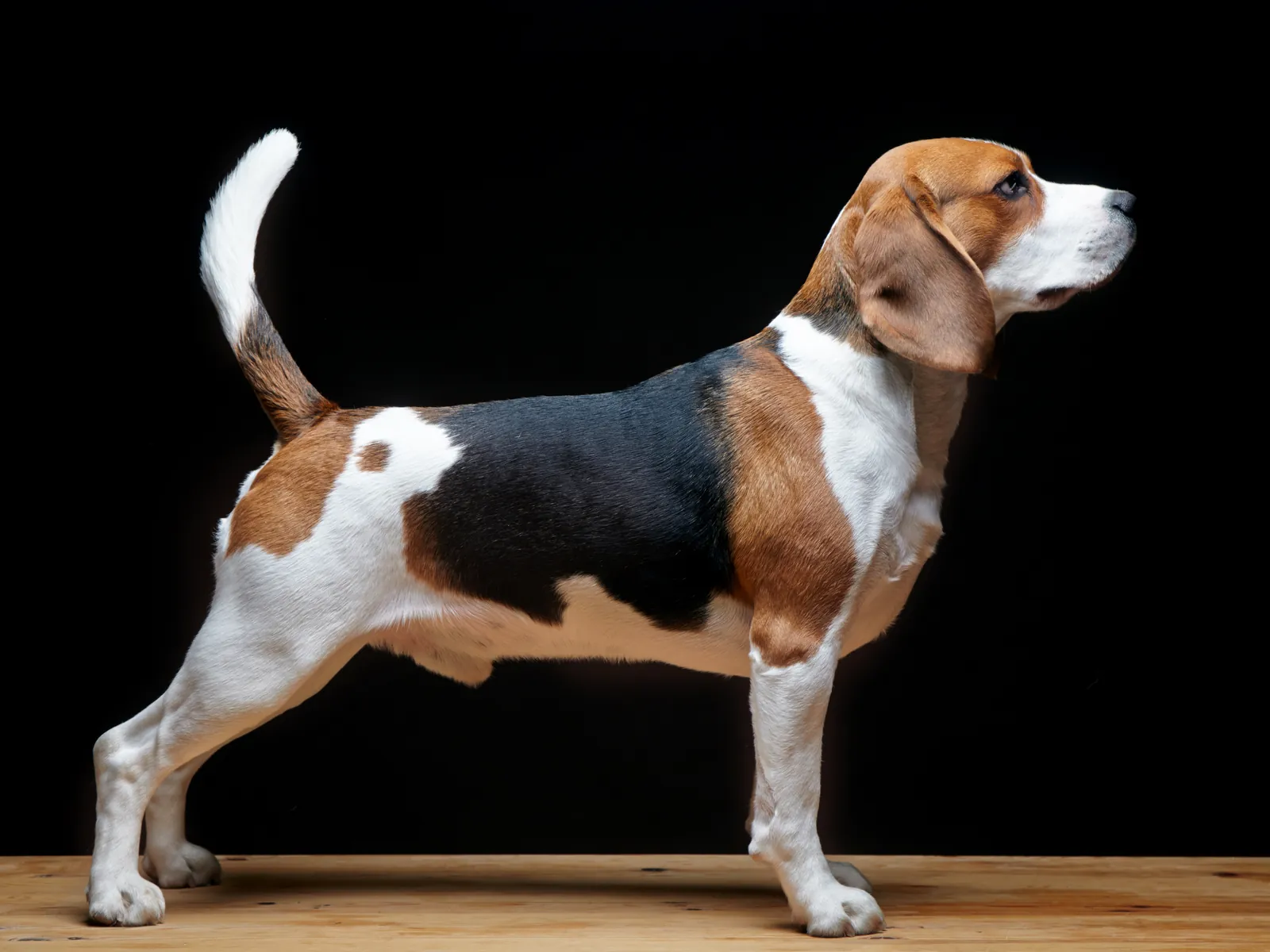 Beagle with a short, weather-resistant coat and strong heat tolerance for a scent hound