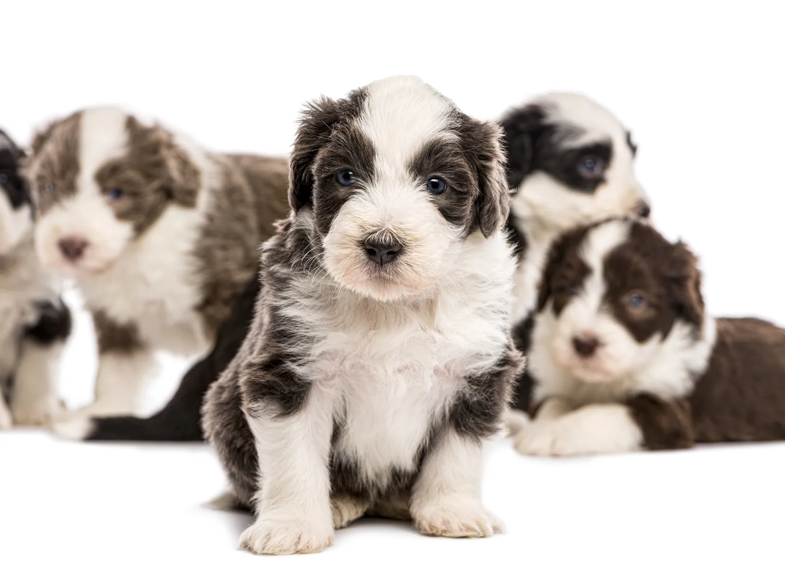 Bearded Collie