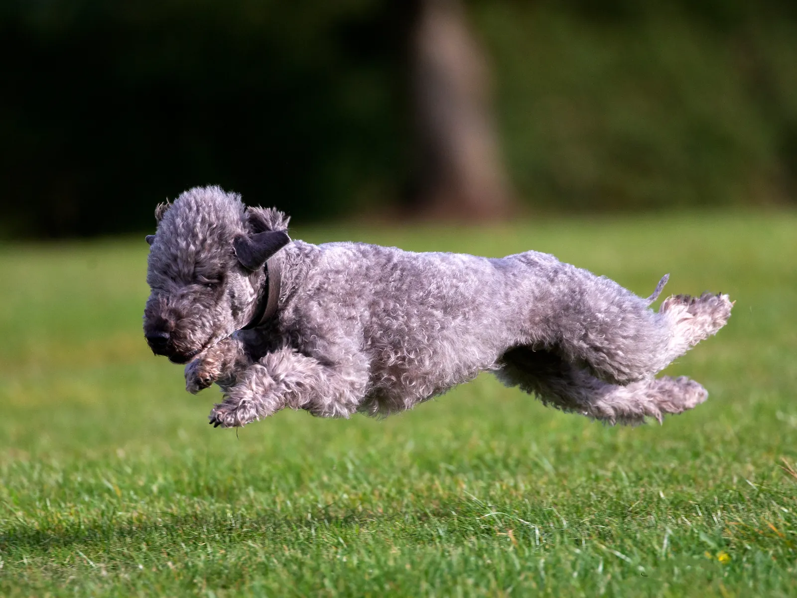 Bedlington Terrier