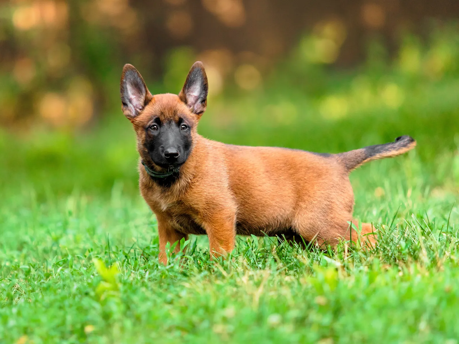 Belgian Malinois