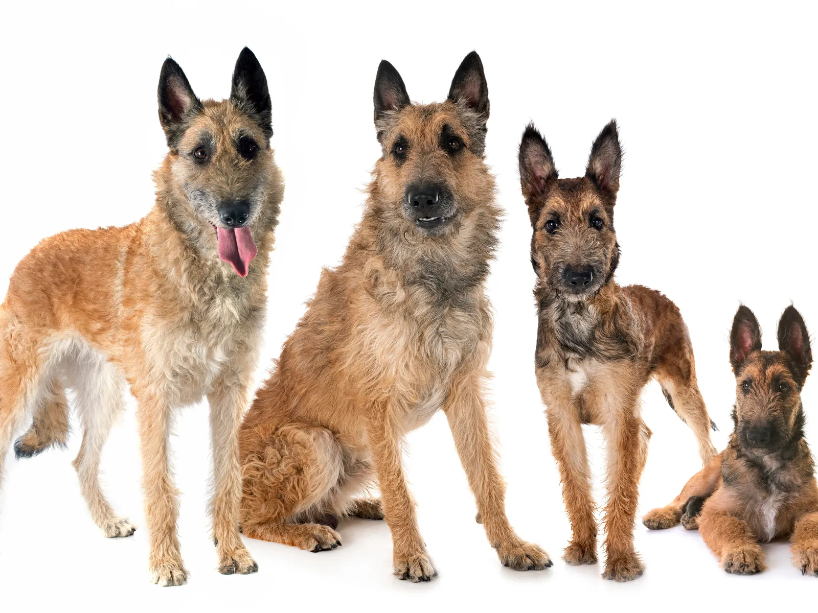 Belgian Shepherd Laekenois