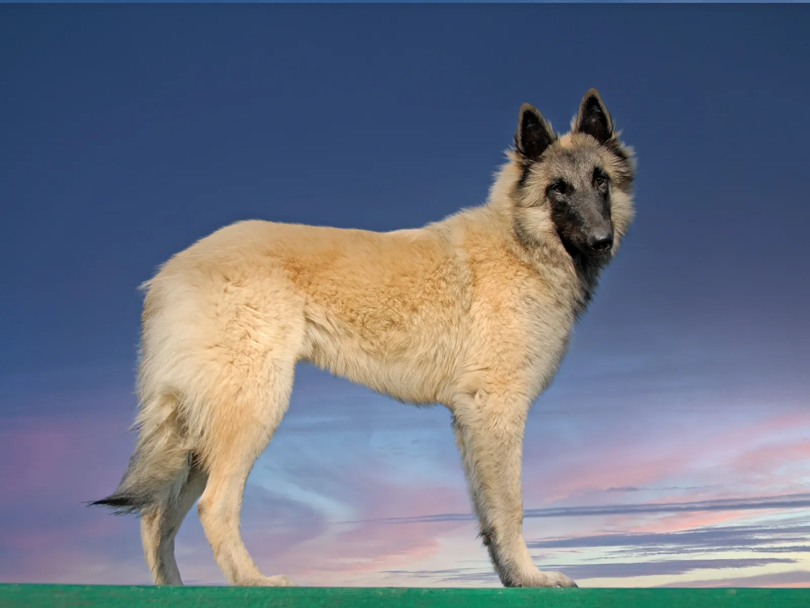 Belgian Tervuren