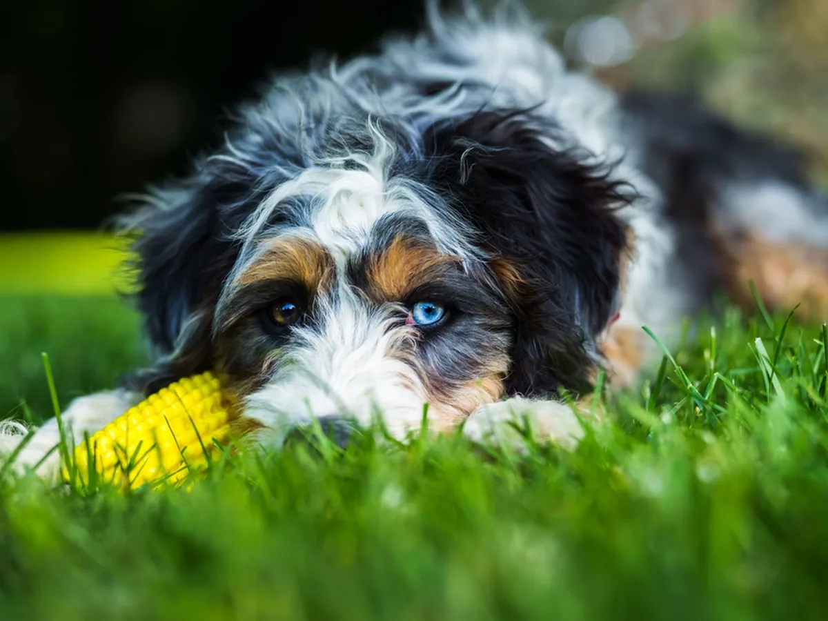 Bernedoodle