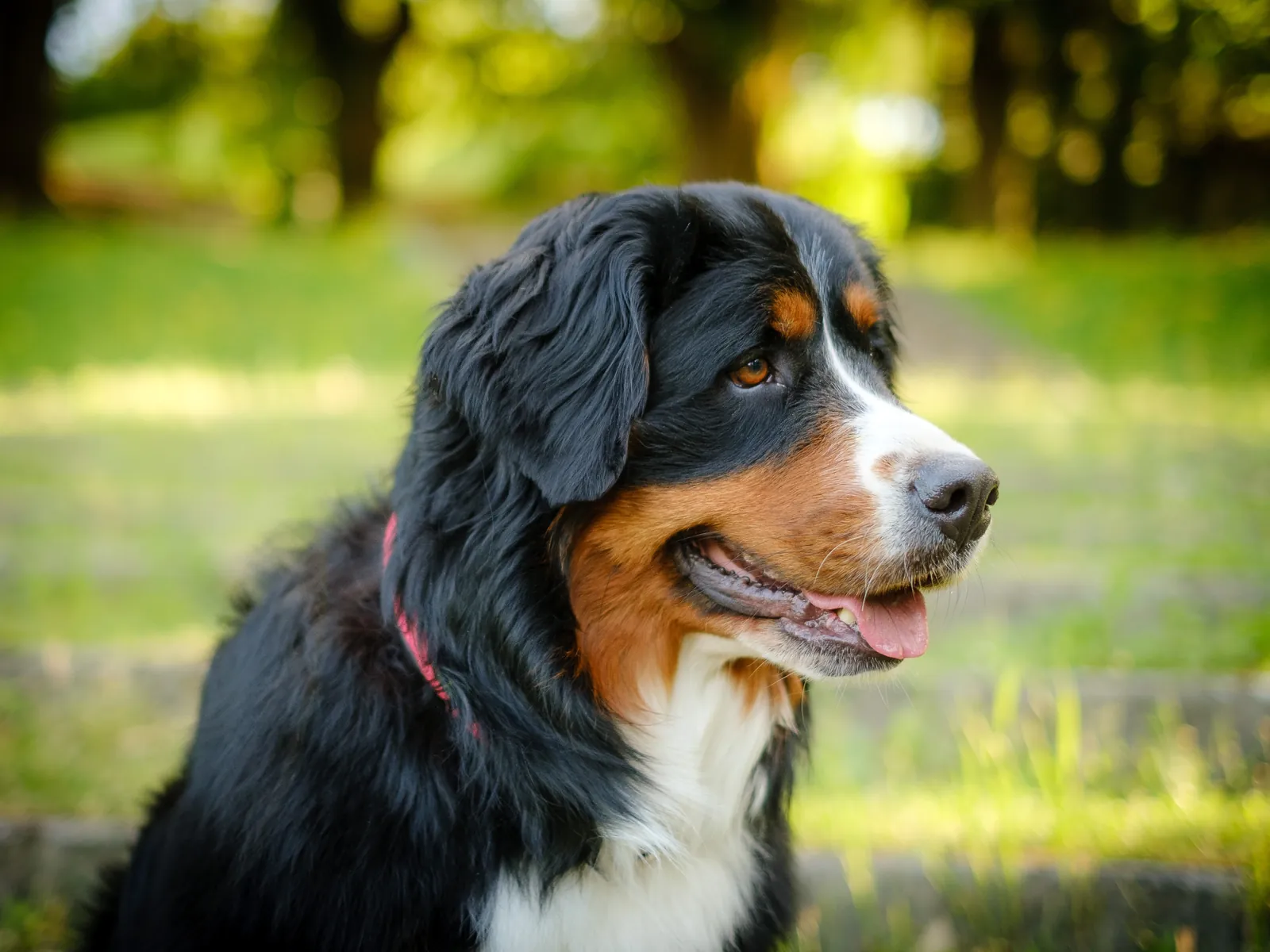 Bernese Mountain Dog