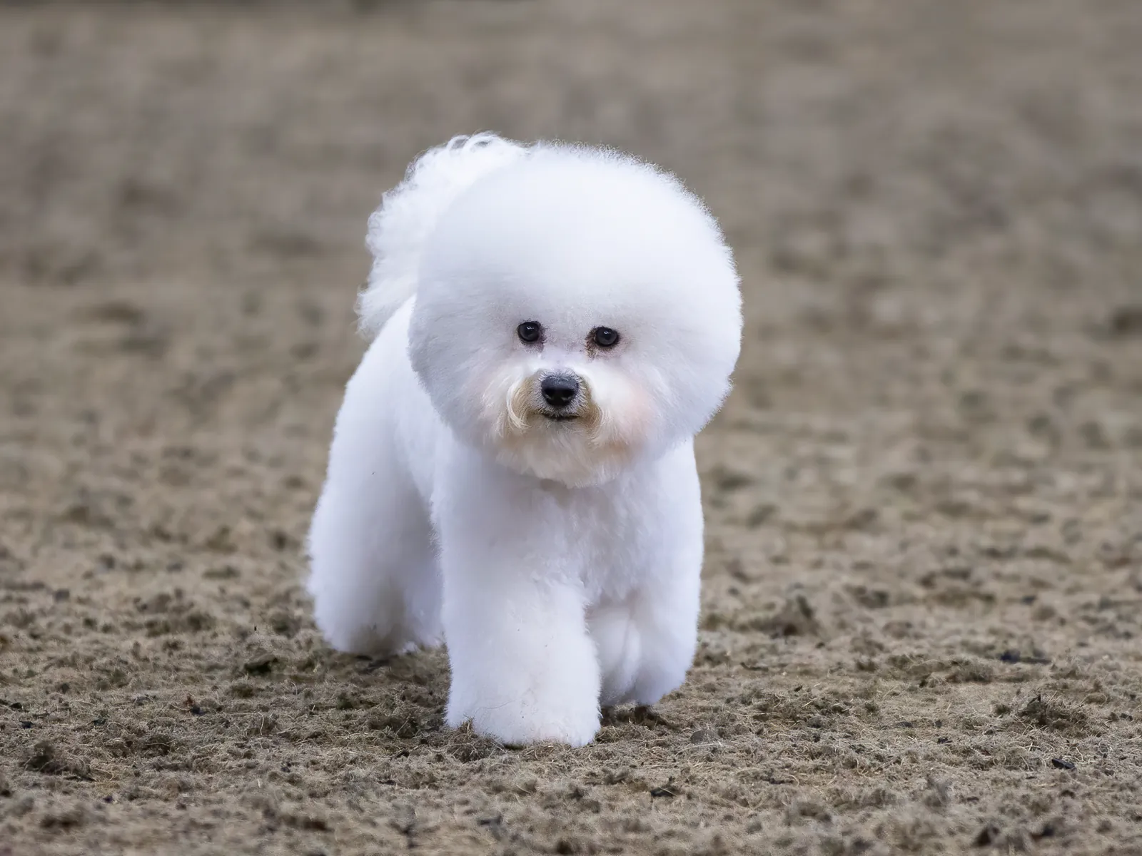 Bichon Frise