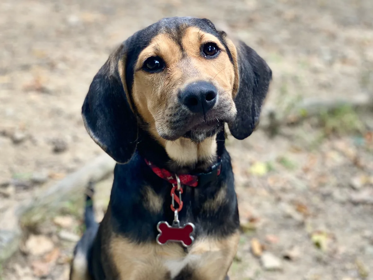 Black and Tan Coonhound