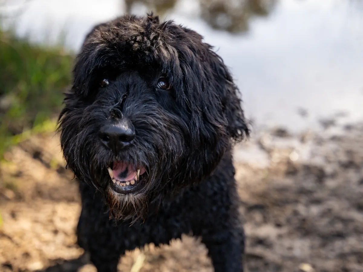 Black Russian Terrier