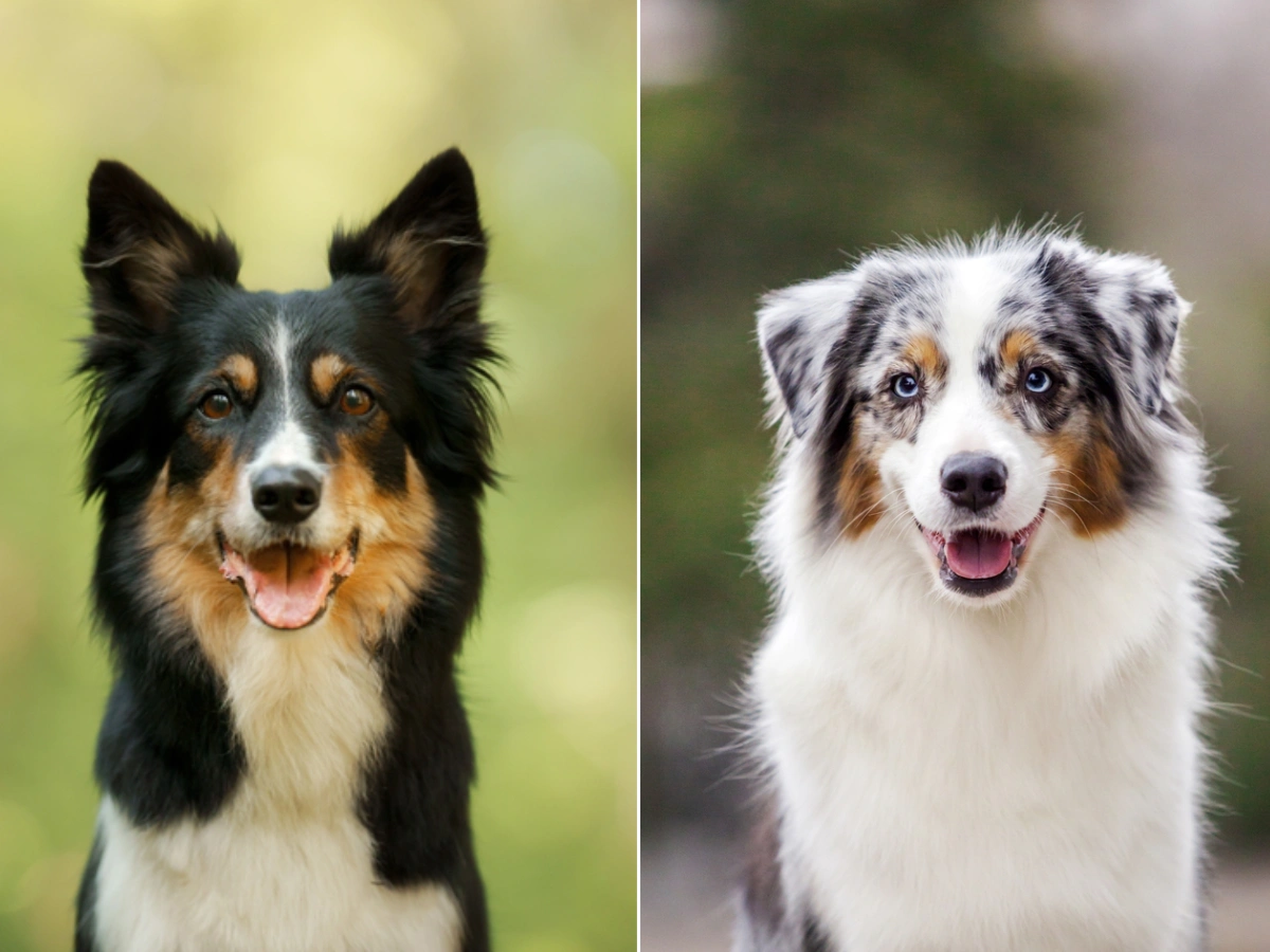 Border Collie vs Australian Shepherd: Two High-Drive Dogs, One Key Difference