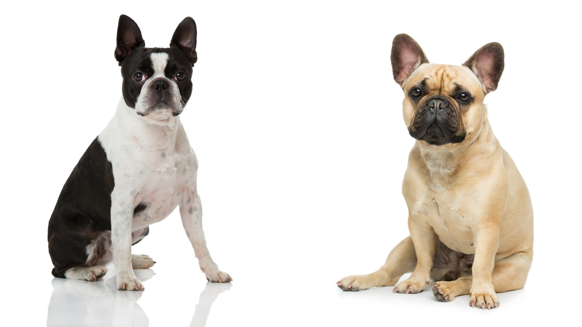French Bulldog vs Boston Terrier: Which Little Bulldog Is Right for You?