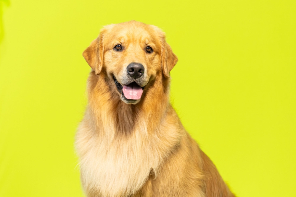 Golden Retriever sitting against a bright yellow background