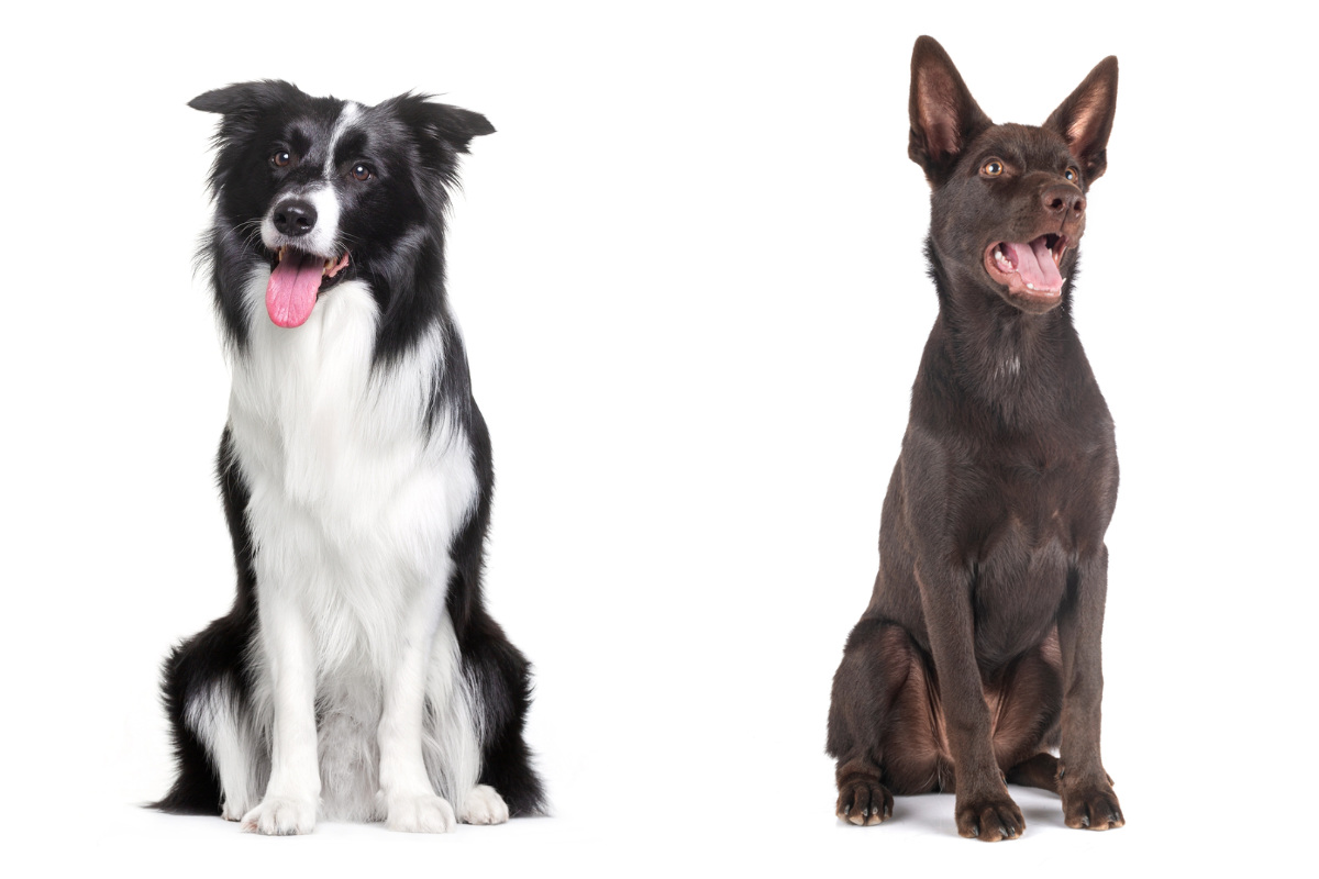 Kelpie vs Border Collie: Which One Fits Your Life?