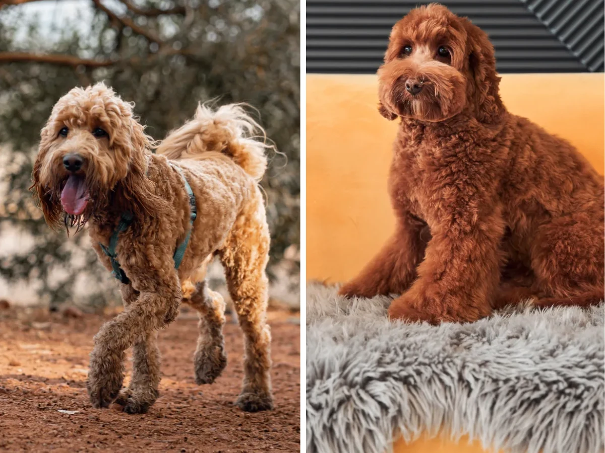 Groodle vs Labradoodle: Is There Actually a Difference?