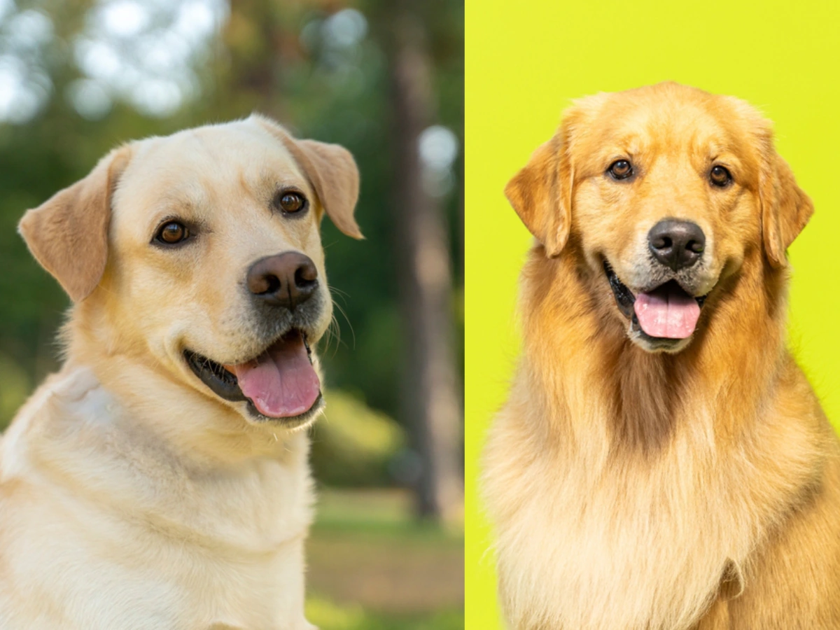 Labrador Retriever vs Golden Retriever: Which Is Right for You?