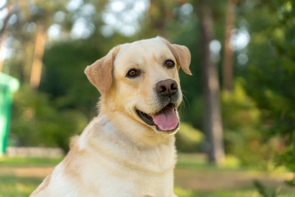 Yellow Labrador Retriever sitting in a sunny park