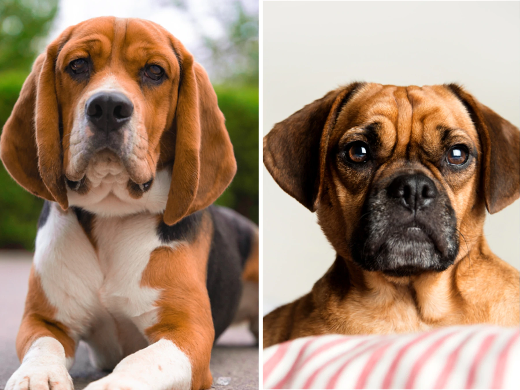 Puggle vs Beagle: Designer Mix or the Real Thing?