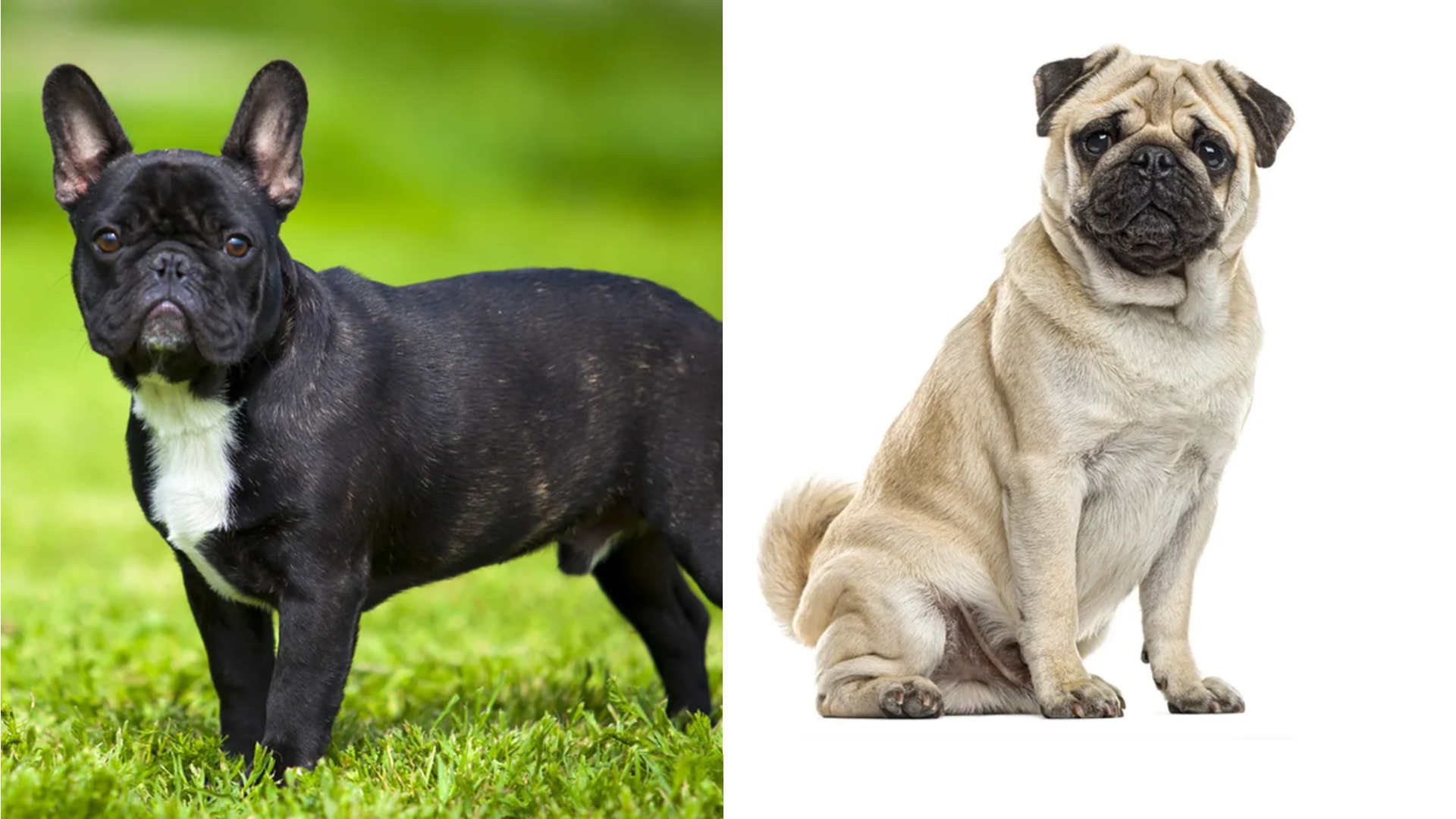 French Bulldog vs Pug: Which Flat-Faced Dog Is Right for You?