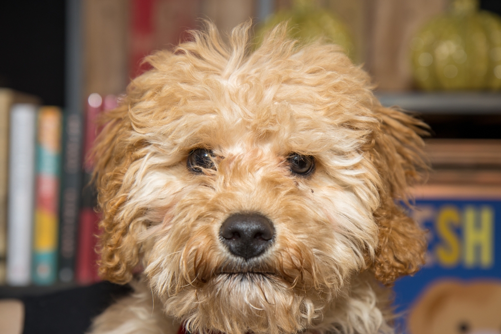 A Dog Is a 12–15 Year Commitment. Are You Ready?