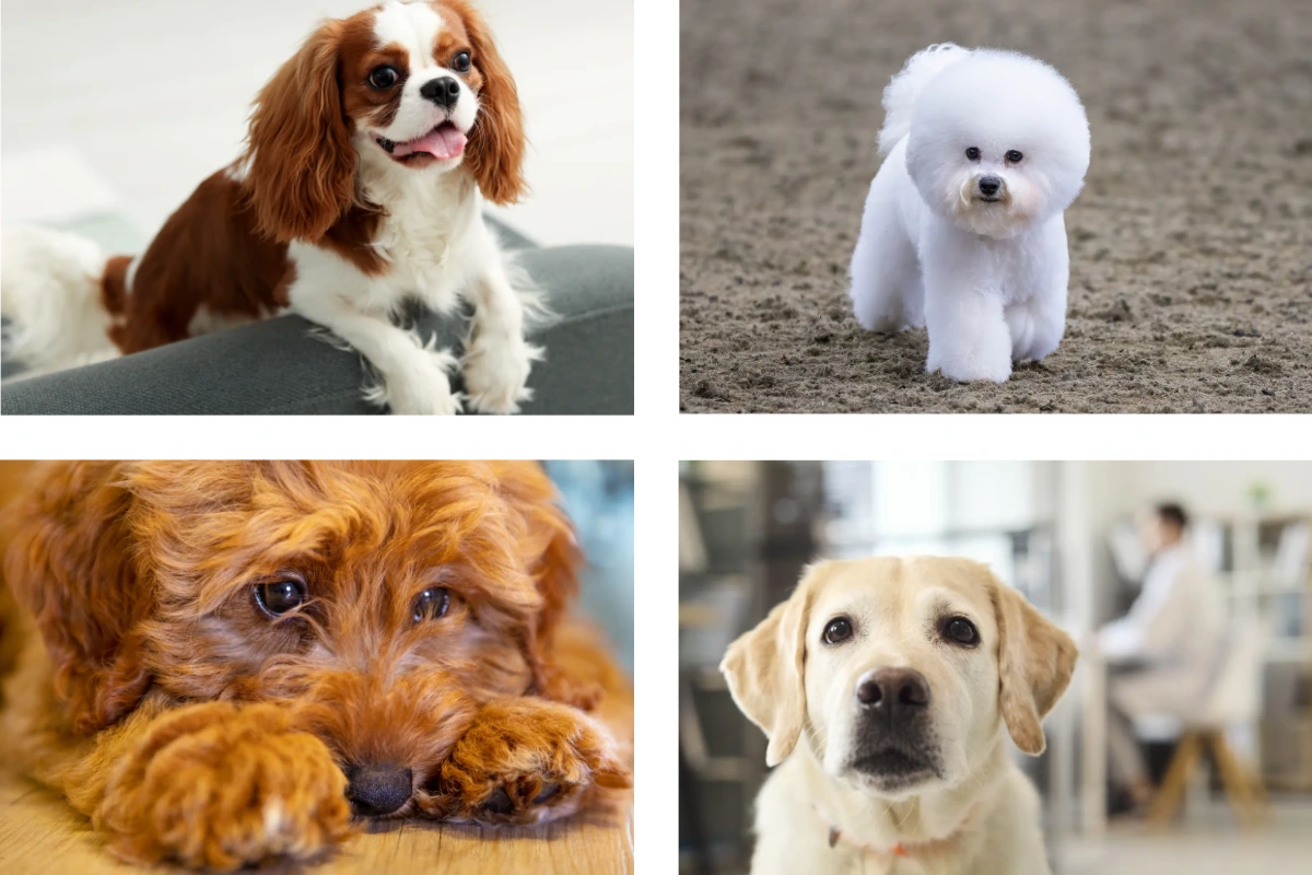 Best Dog Breeds for First-Time Owners (2026 Guide)