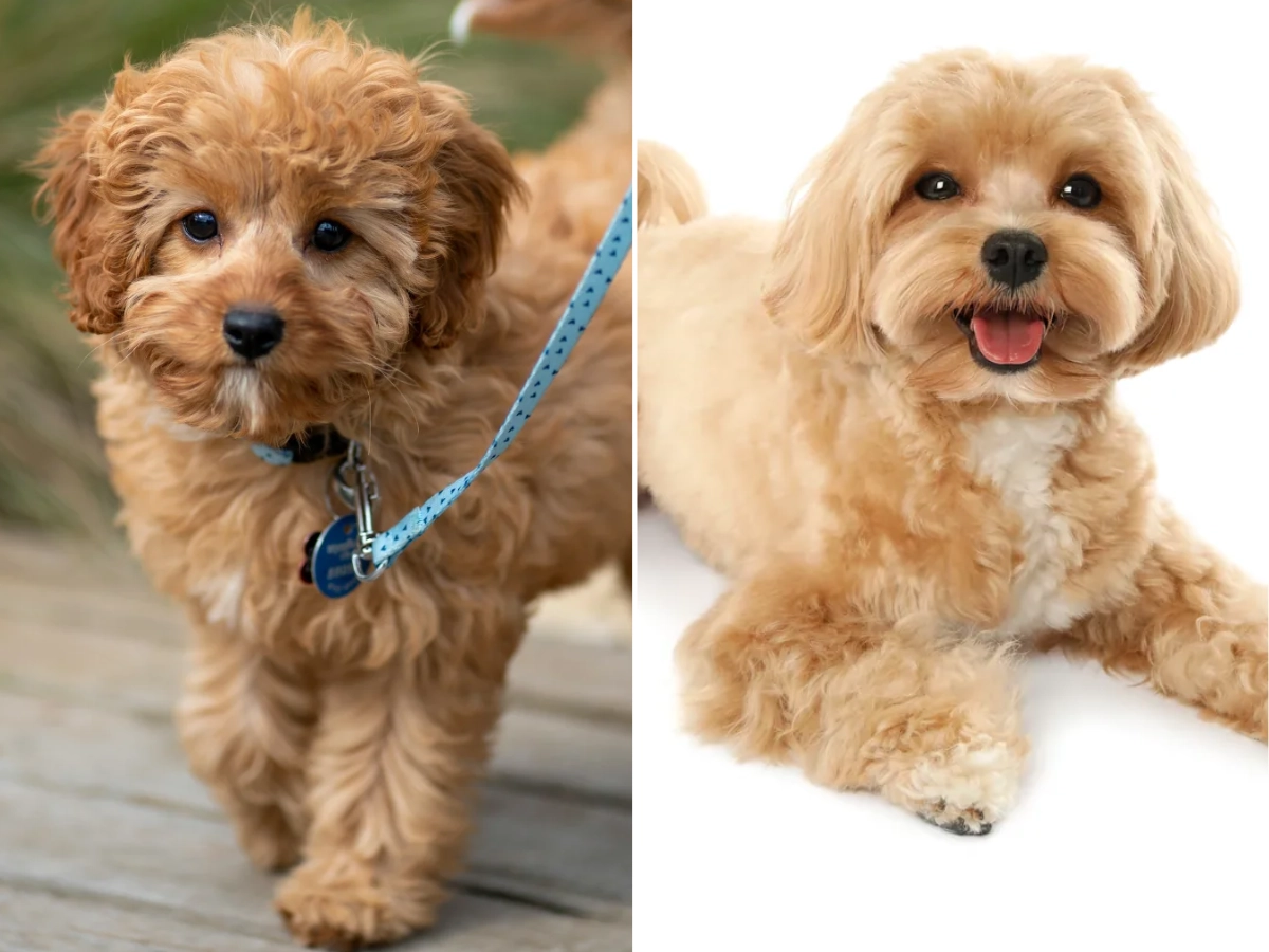 Cavoodle vs Moodle: Which Small Oodle Suits You?