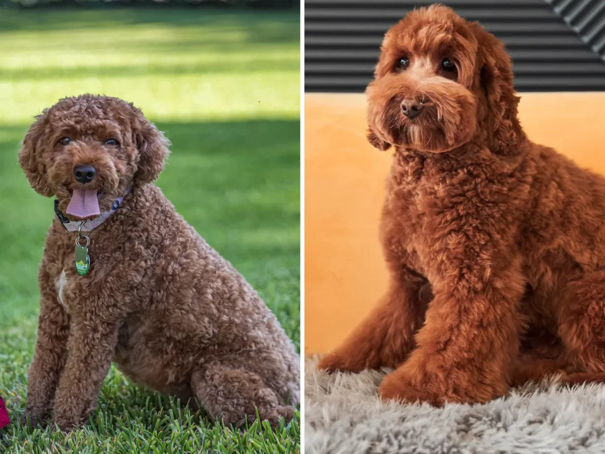 Cavoodle vs Labradoodle: Size, Coat and Family Fit