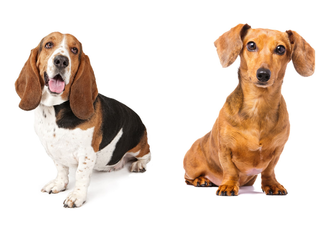 Dachshund vs Basset Hound: Which Long, Low Dog Is Right for You?