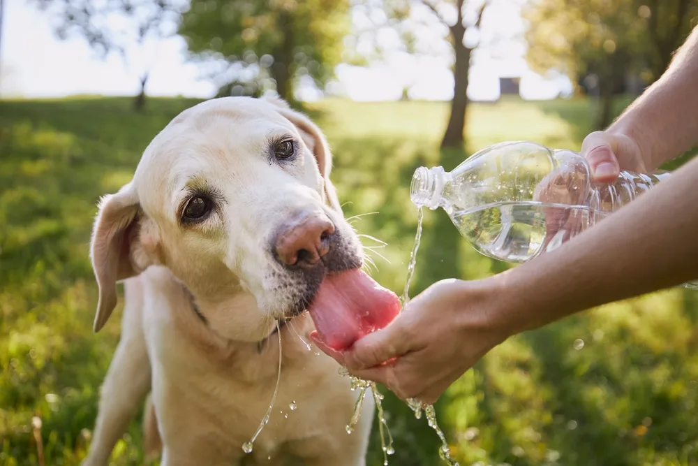 The Best Dogs for Hot Climates (Australian Summer Guide)