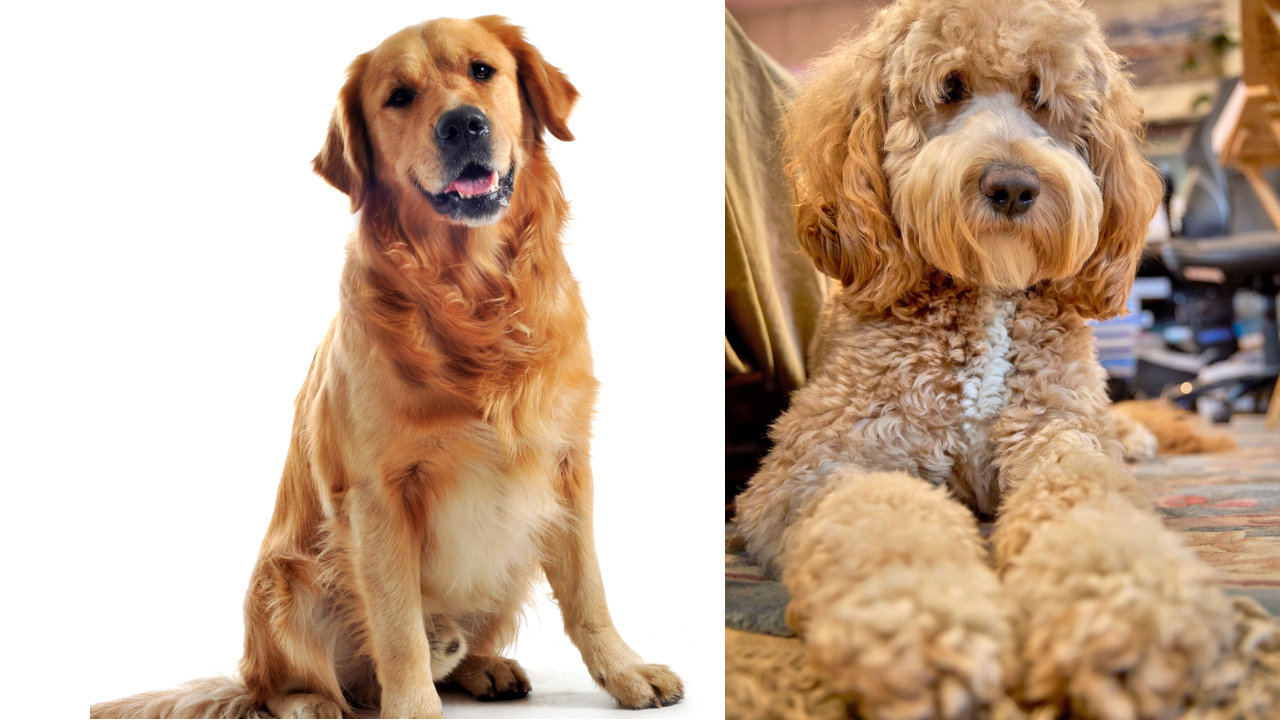 Golden Retriever vs Groodle: Which Family Dog Is Right for You?