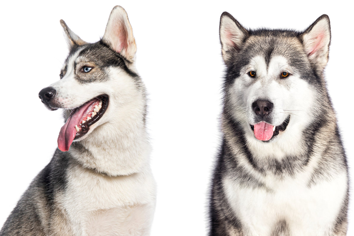 Husky vs Malamute: Which Arctic Sled Dog Is Right for You?