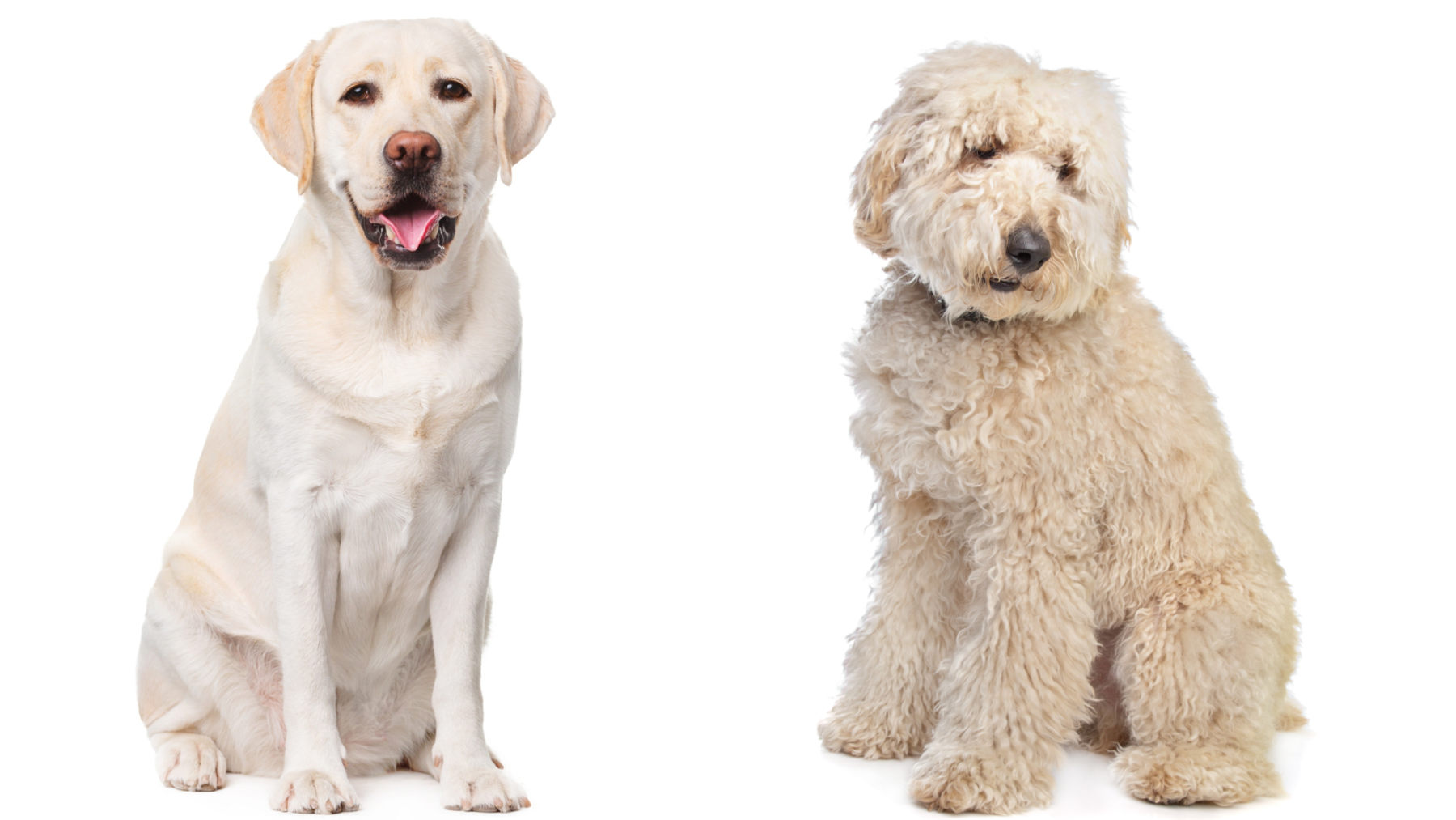 Labrador vs Labradoodle: Which Dog Fits You?